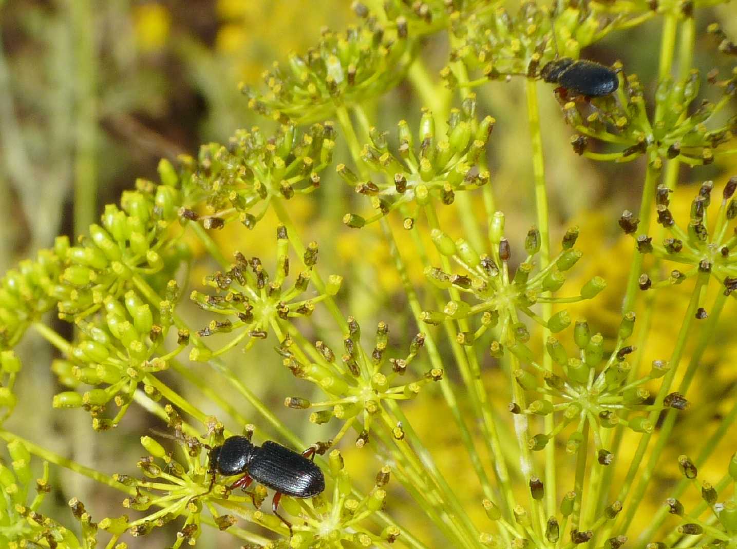 Carabide non carnivoro ma granivoro: Carterus fulvipes